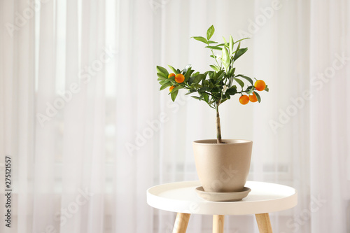 Potted citrus tree on table near window indoors. Space for text