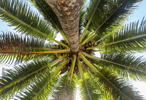Looking up at a tall palm tree.  © julie