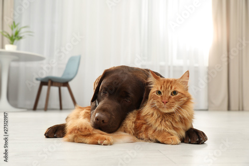 Cat and dog together looking at camera on floor indoors. Fluffy friends © New Africa