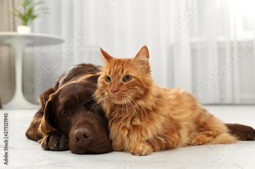 Cat and dog together on floor indoors. Fluffy friends © New Africa