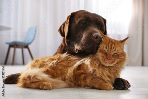 Cat and dog together on floor indoors. Fluffy friends