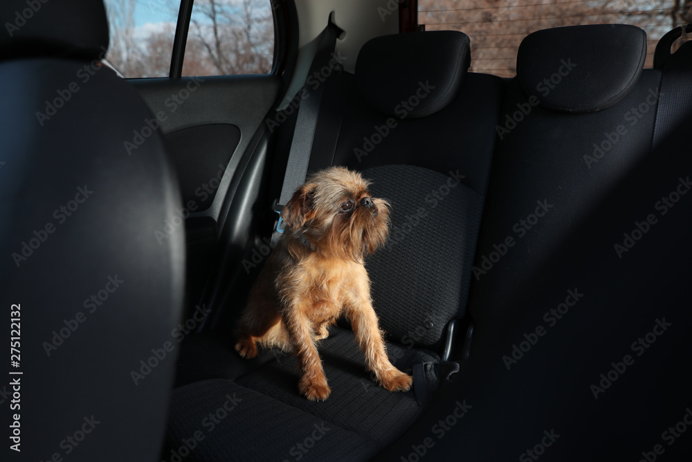 Adorable little dog in car. Exciting travel - obrazy, fototapety, plakaty 