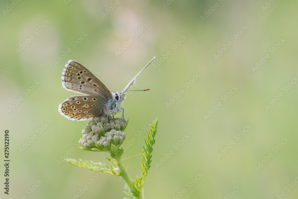 custom made wallpaper toronto digitalCommon blue butterfly on a flower