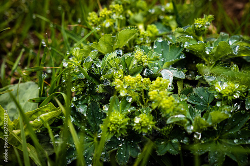Pflanze mit Wassertropfen