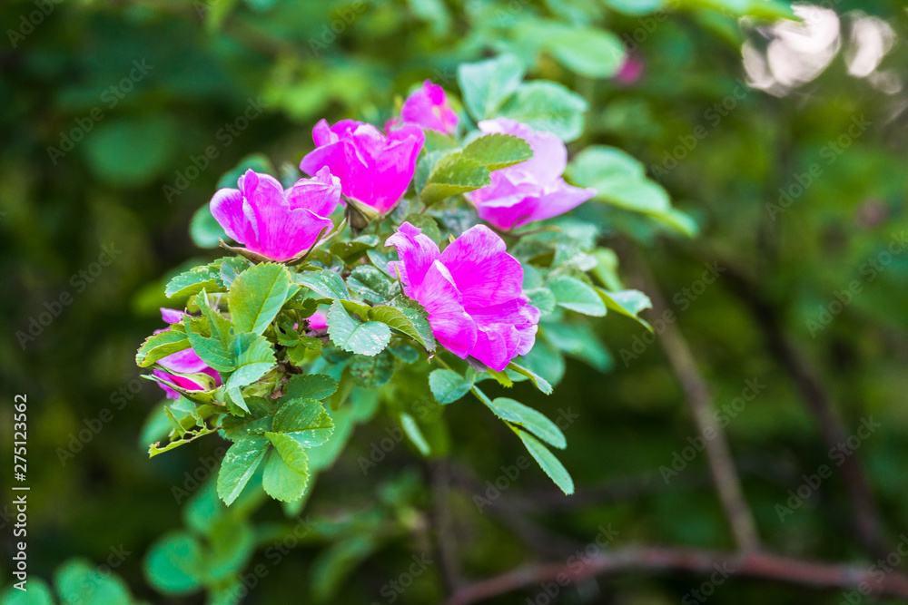 beautiful wild rose flowers in the city Park on a warm June day beautiful wild rose flowers in the city Park on a warm June day