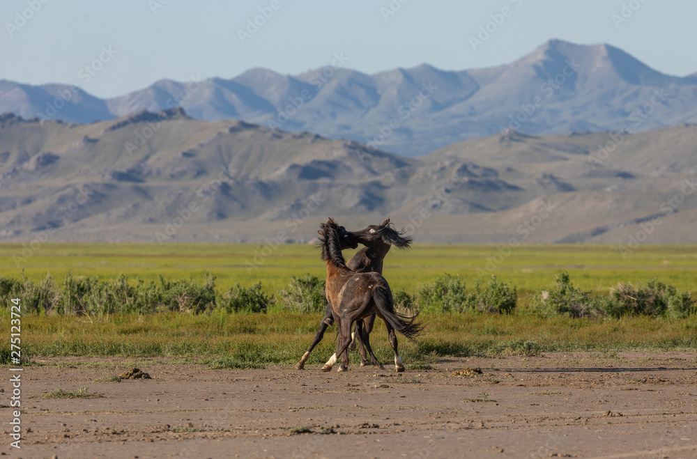 Pair of Wild Horse Stallions Fighting