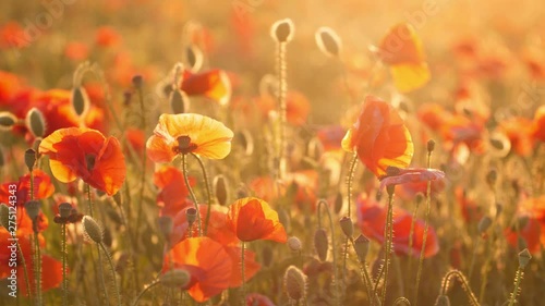 Chili red poppies growing in a shiny field in Ukraine in the daytime in summer   