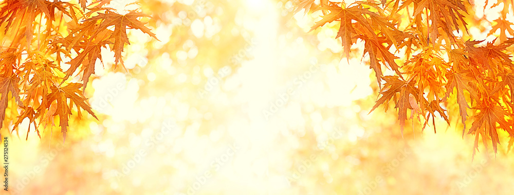 Autumnal maple leaves. autumn sunny background with bright red maple foliage. Autumn leaves on blurred nature landscape. Fall background. banner, copy space - obrazy, fototapety, plakaty 