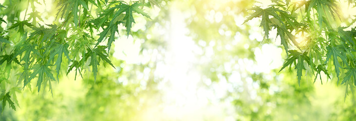 Bright summer green background with maple leaves. Blurred green nature background, tree leaves frame. Fresh green leaves on branch in sunlight. copy space