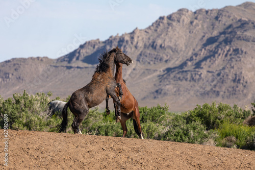 Pair of Wild Horse Stallions Fighting