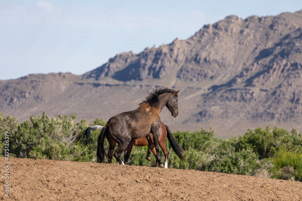Naklejka premium Pair of Wild Horse Stallions Fighting