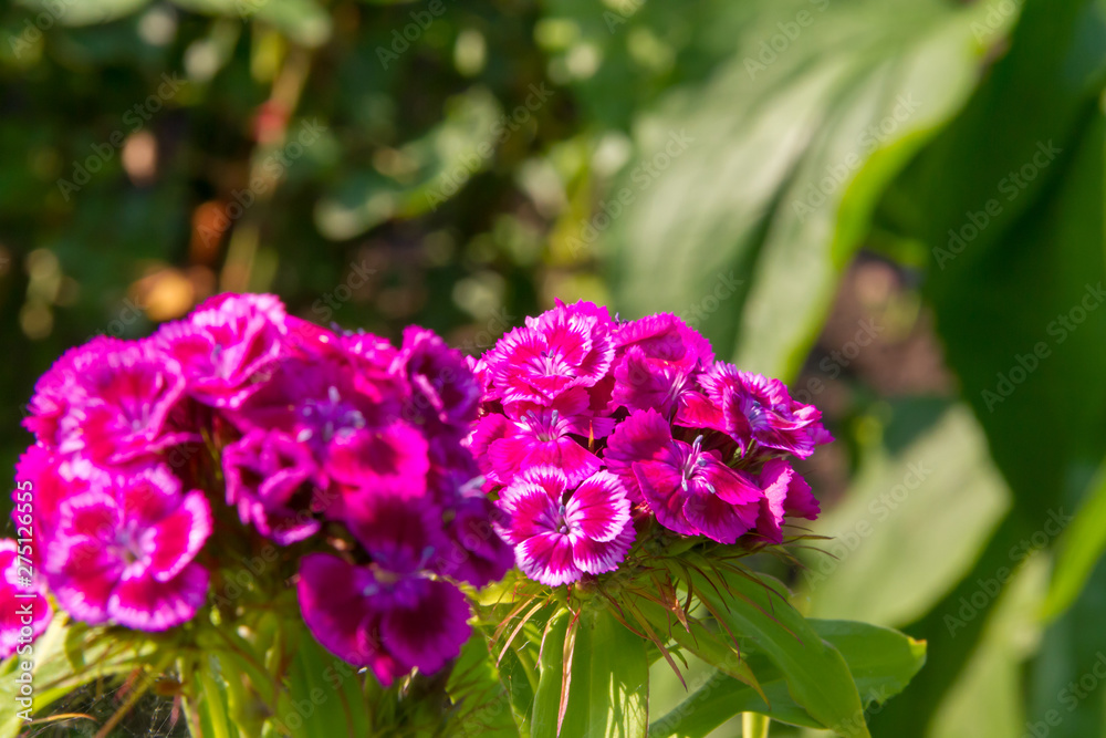 Fototapeta premium Beautiful flowers of Turkish carnation in the summer sunny garden