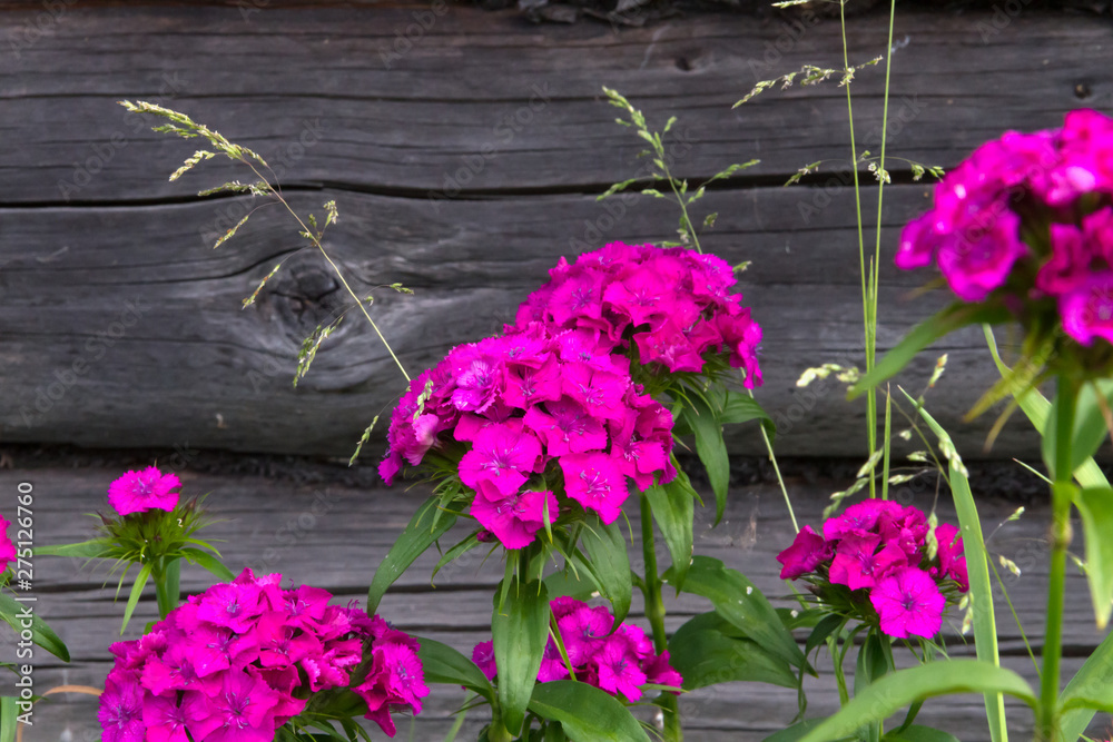 Naklejka premium Beautiful flowers of Turkish carnation in the summer sunny garden