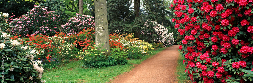 Fototapeta premium Panoramic view of a spring display of Azaleas and Rhododendrons in a woodland garden