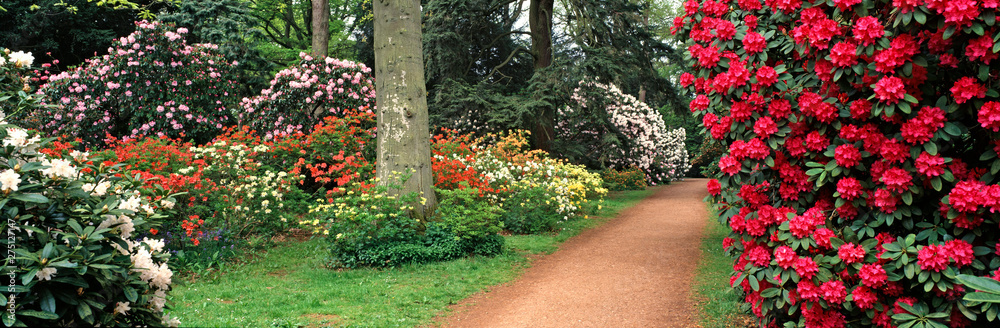 Panoramic view of a spring display of Azaleas and Rhododendrons in a woodland garden