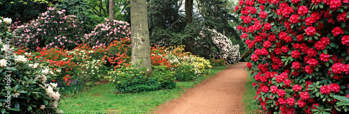 Fototapeta Naklejka Na Ścianę i Meble -  Panoramic view of a spring display of Azaleas and Rhododendrons in a woodland garden