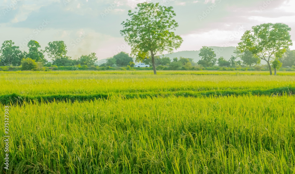 Rice fields in the evening before sunset Rice fields in the evening before sunset