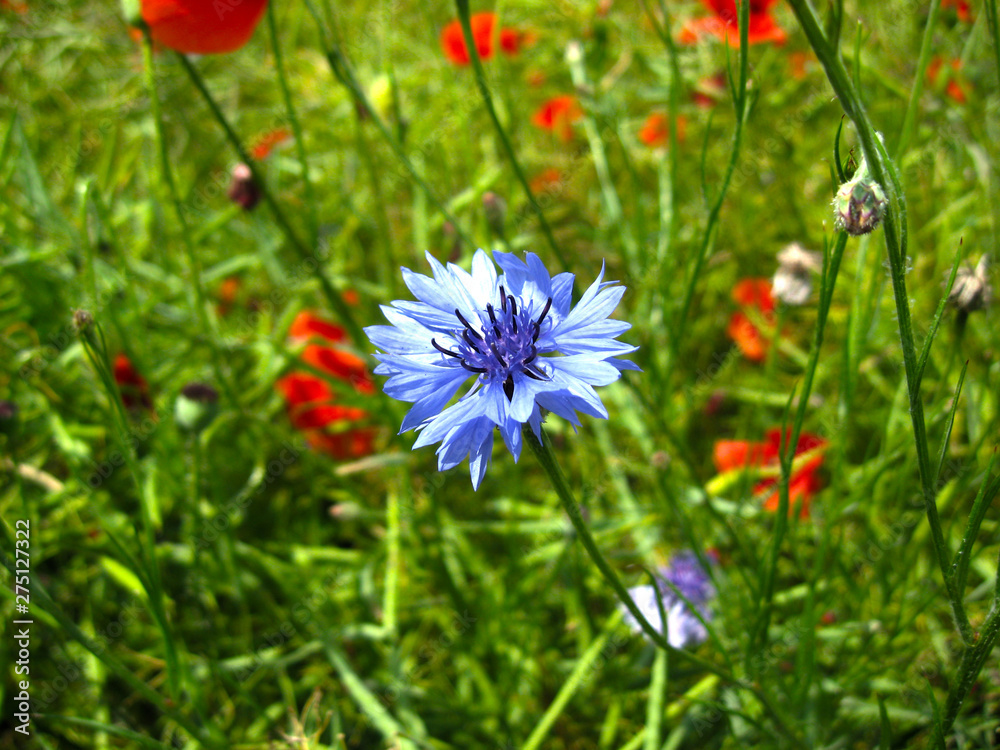The tender bloom of the cornflower (Centaurea cyanus) and red poppy (Papaver rhoeas) flower in sunny day. Summer flower close up. Selective focus. The tender bloom of the cornflower (Centaurea cyanus) and red poppy (Papaver rhoeas) flower in sunny day. Summer flower close up. Selective focus.