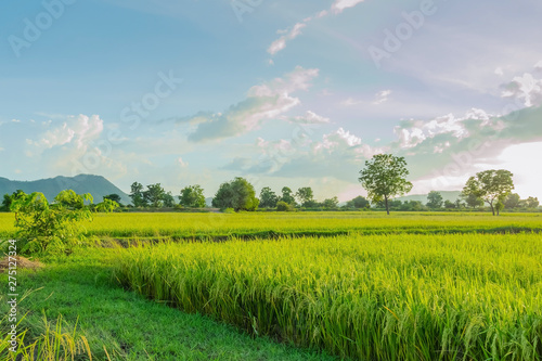 Rice fields in the evening before sunset