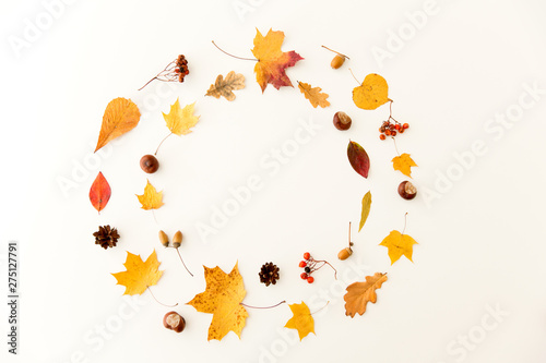 Wallpaper Mural nature, season and botany concept - round frame of different dry fallen autumn leaves, chestnuts, acorns and berries on white background Torontodigital.ca