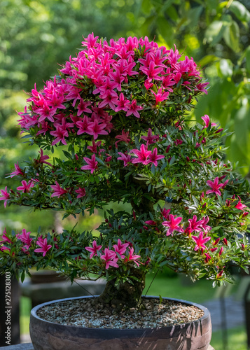 Miniature japanese bonsai tree isolated  in a small pot