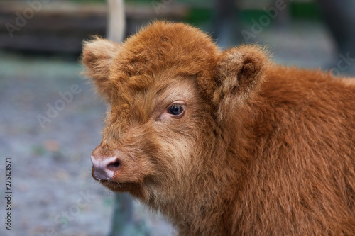 Baby highland cow with a reddish hair watch straight in the camera near in the Zoo. Close up portrait. Hairy Scottish highlander