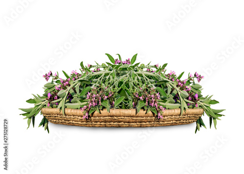 Fresh cut blooming sage on a wicker wooden tray. Kitchen herb salvia isolated on white background