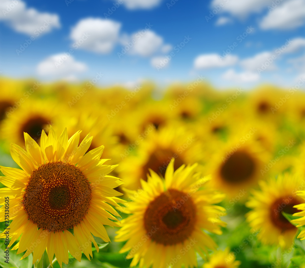 field of blooming sunflowers - obrazy, fototapety, plakaty 