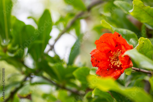 Blooming pomegranate red flower tree in June.