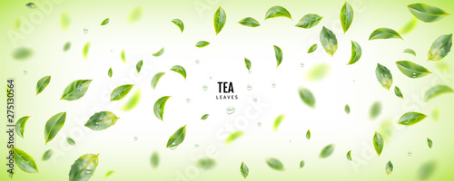 Flying Fresh Green Tea Leaves Vector Background