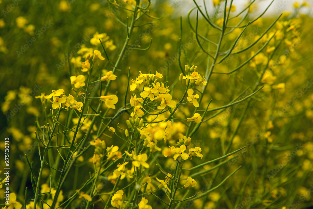 Fototapeta premium field with yellow flowering rape in summer and blue sky