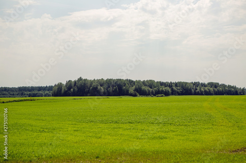 green field and forest in Belarus in summer with clouds © saulich84