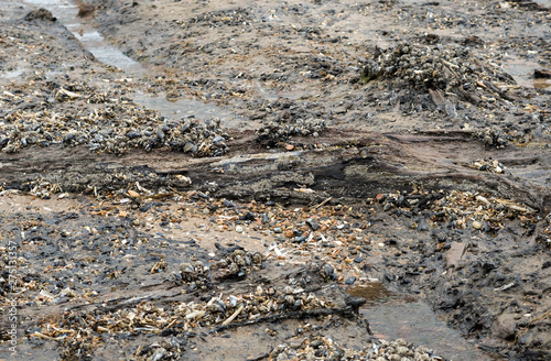 Ancient prehistoric wood exposed at low tide