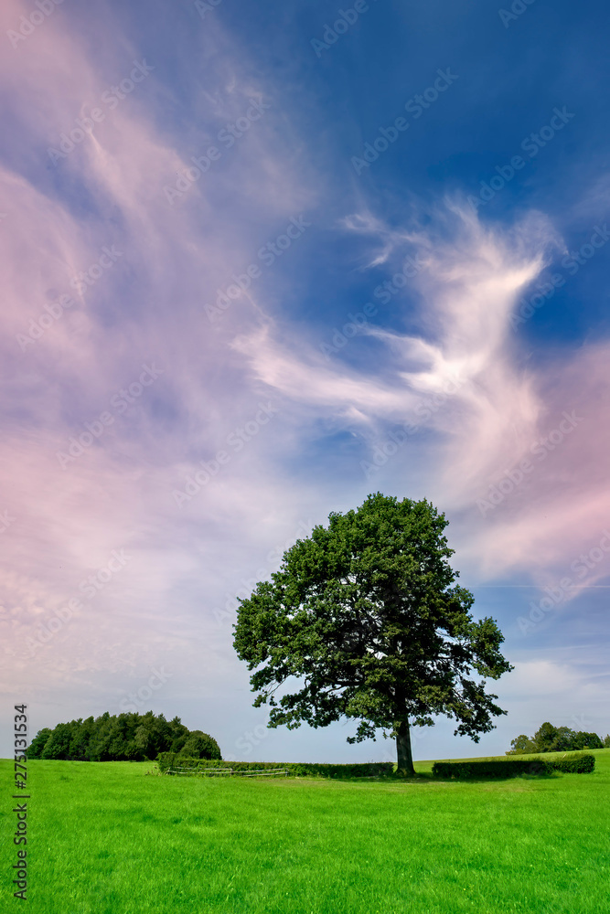 Obraz premium Magnificent ancient oak tree on the field