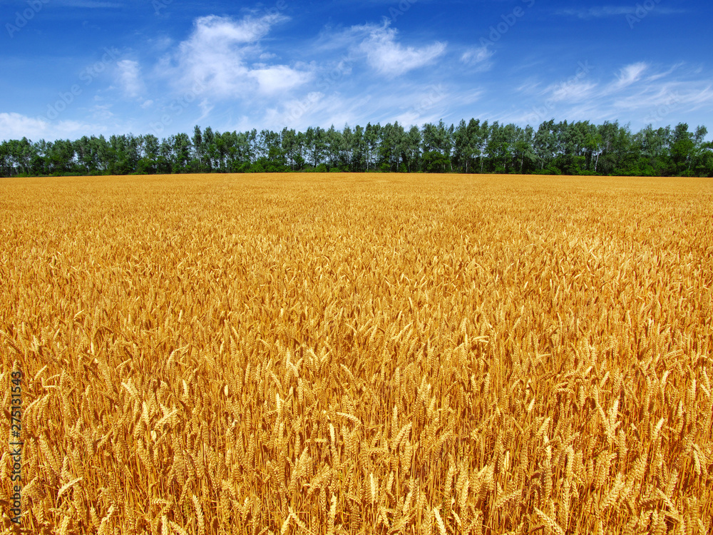 Golden wheat field with blue sky Golden wheat field with blue sky