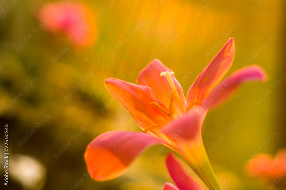 decorative pink flower rain lily Zephyranthes grandiflora on blurred background closeup decorative pink flower rain lily Zephyranthes grandiflora on blurred background closeup