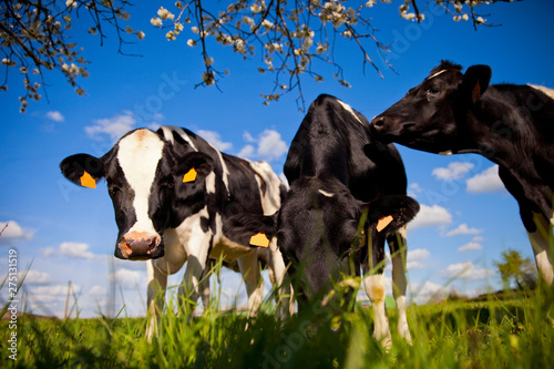Canvas Print Troupeau de vache laitière dans un champ au printemps