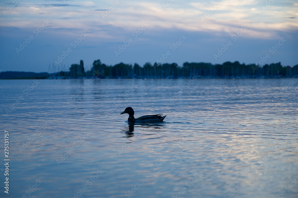 Obraz premium Blaue Stunde am Chiemsee