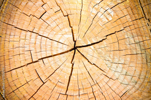 Detail of the trunk of a sawed pine tree