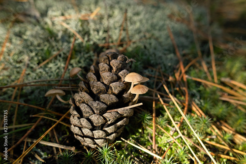 Old pine cone with mushrooms on the moss. Autumn sunny day.