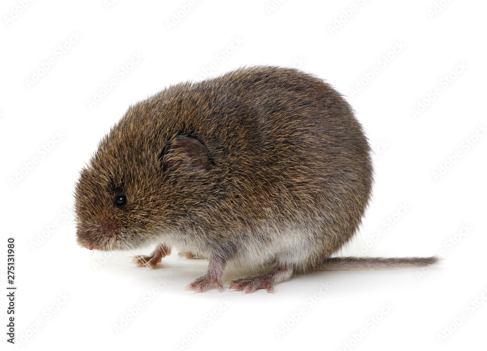 Mouse isolated on white Mouse isolated on white
