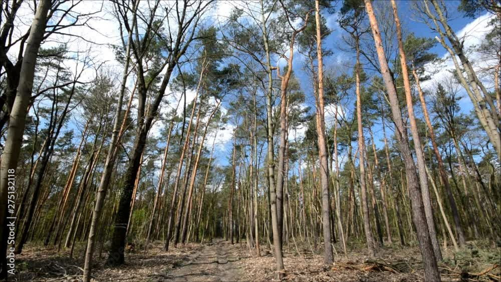 Forestry Jungfernheide in Berlin Reinickendorf on April 8, 2016, Germany Forestry Jungfernheide in Berlin Reinickendorf on April 8, 2016, Germany