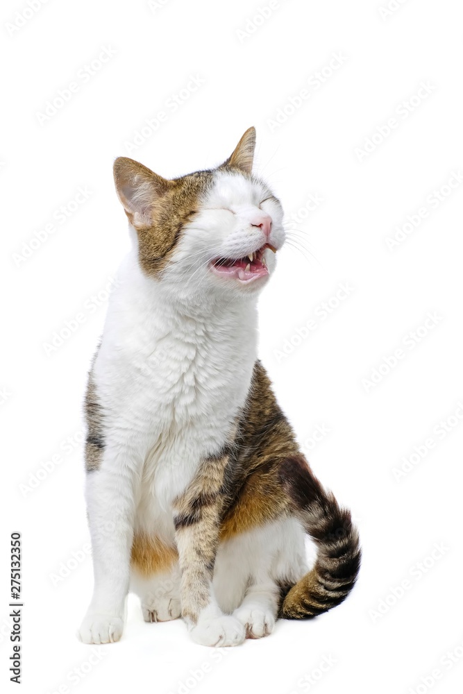 Cute tabby cat yawning. Isolated on white background. 