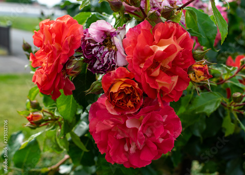 rote Rosen im Rosengarten