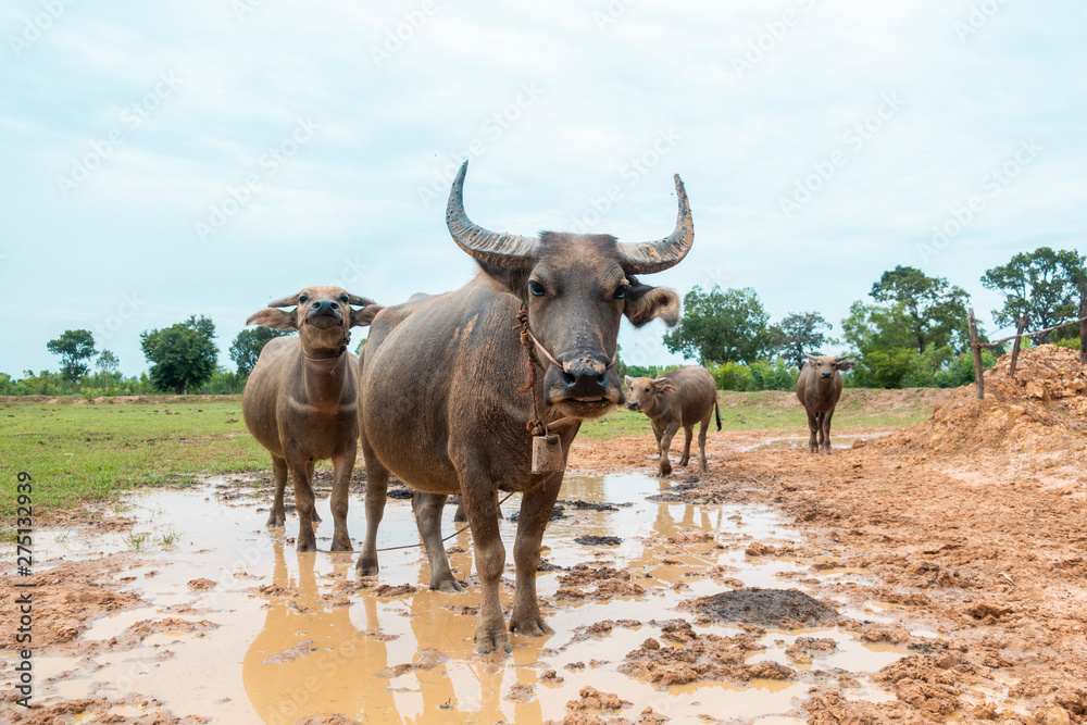 Thailand buffaloes in rice field Thailand buffaloes in rice field
