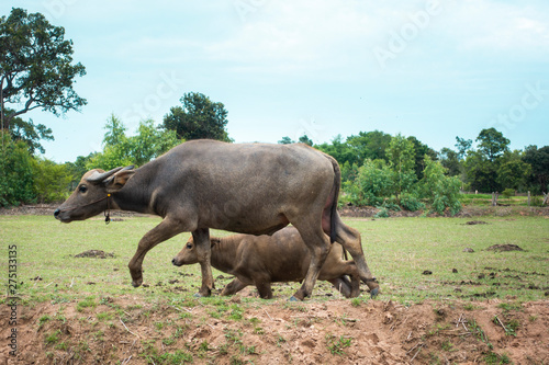 Thailand buffaloes in rice field