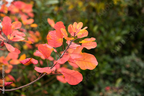 Blätter im Herbst