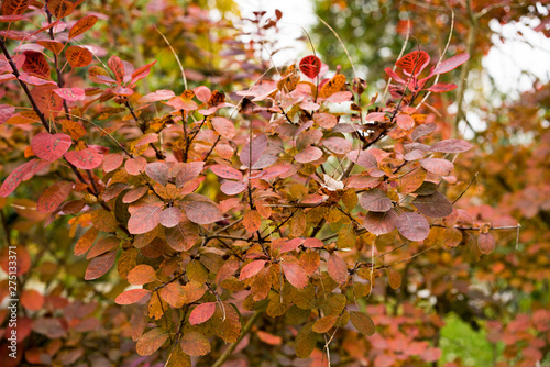 Blätter im Herbst