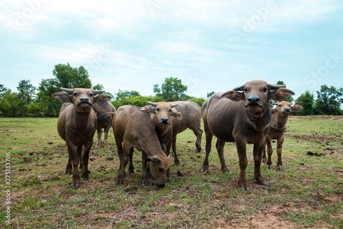 Fototapeta Naklejka Na Ścianę i Meble -  Thailand buffaloes in rice field