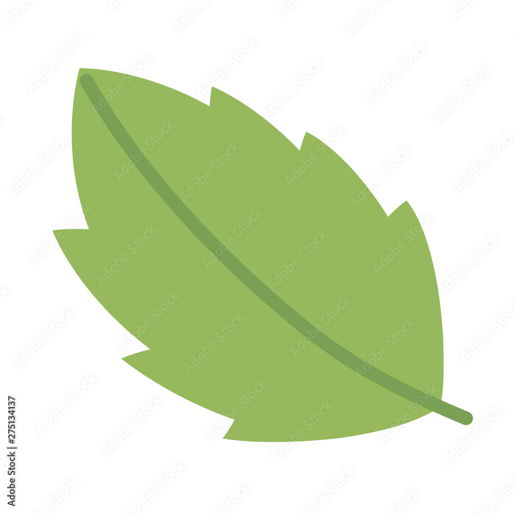 Isolated leaf design vector illustrator Isolated leaf design vector illustrator
